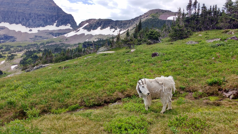 white sheep on green grass field during daytime