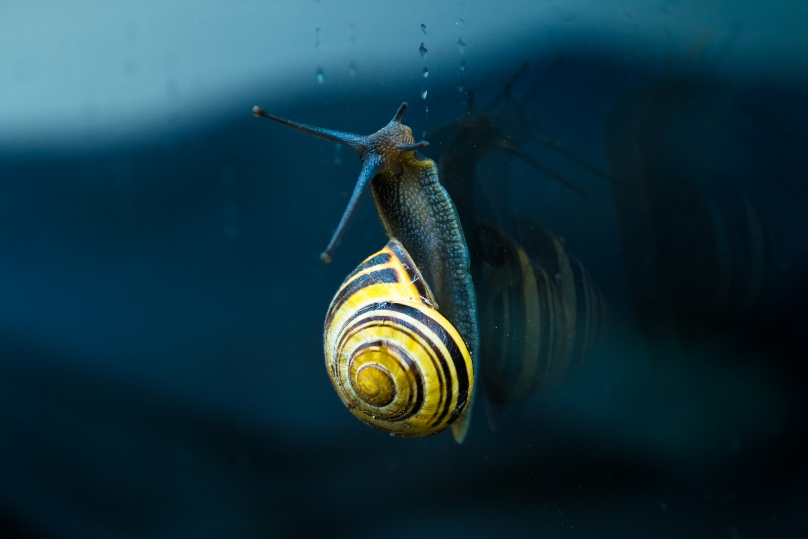 Canon EOS 7D Mark II + Canon EF-S 18-55mm F3.5-5.6 IS II sample photo. Yellow and brown snail photography
