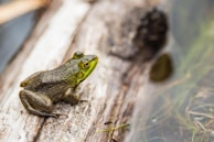 green frog in macro shot photography