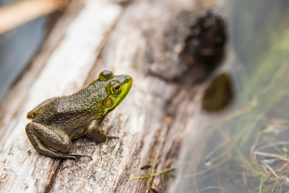 green frog in macro shot photography