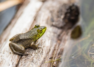 green frog in macro shot photography