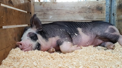 A pig is lying down in a wooden enclosure filled with straw or wood shavings. The pig appears relaxed and content, resting on its side with its eyes partially closed. The enclosure is constructed with wood, and there is a metal reinforcement on one side.
