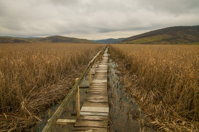 A narrow wooden boardwalk stretches through a vast marshland filled with tall grasses under a cloudy, overcast sky. The landscape features rolling hills in the distance, hinting at a serene yet remote setting.