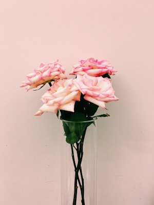 A bouquet of pink roses with delicate, light pink petals and darker pink edges is arranged in a clear vase. The background is a plain, cream-colored wall, which enhances the soft and romantic feel of the flowers.