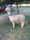 A cream-colored alpaca stands on grass, wearing a red halter and a blue first place ribbon. It is outdoors under a tree, with a fenced area, benches, and trees in the background.