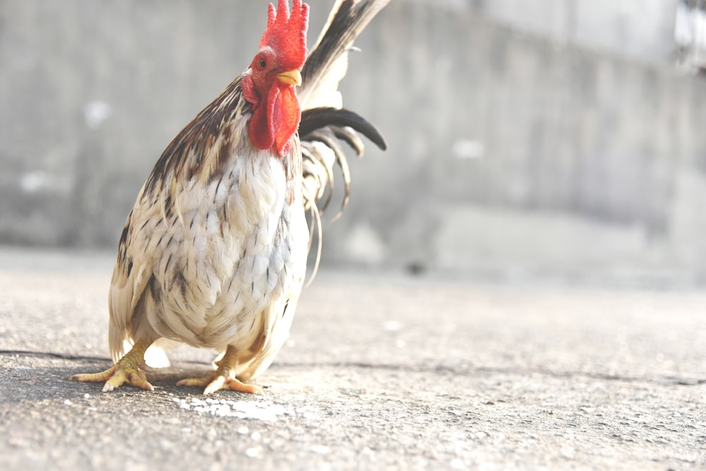 white-and-brown hen standing on gray concrete surface