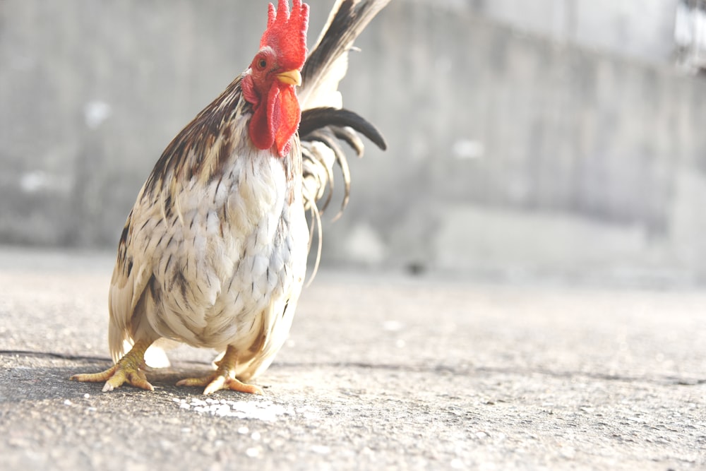 gallina blanca y marrón de pie sobre una superficie de hormigón gris