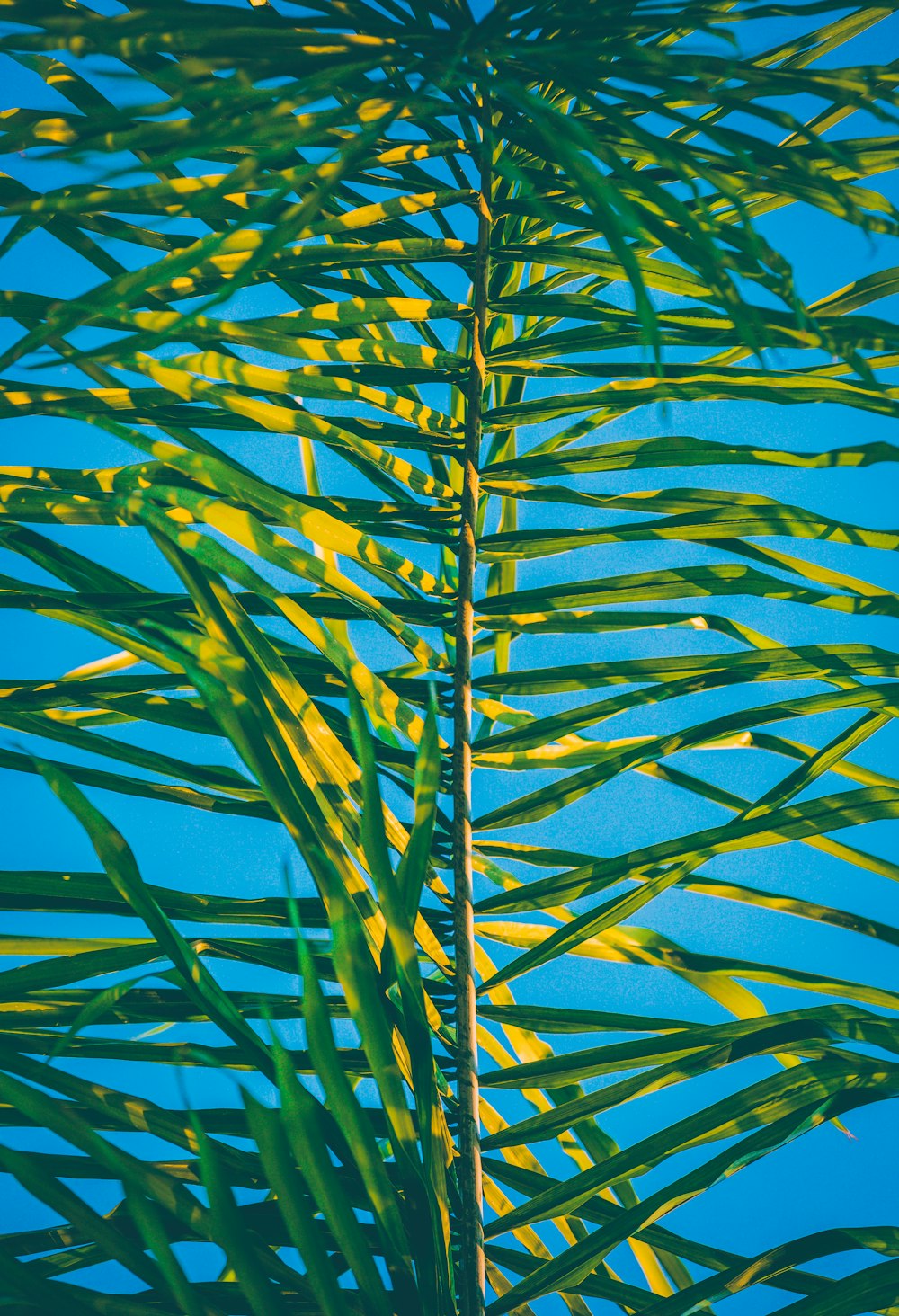 green palm tree leaf at daytime