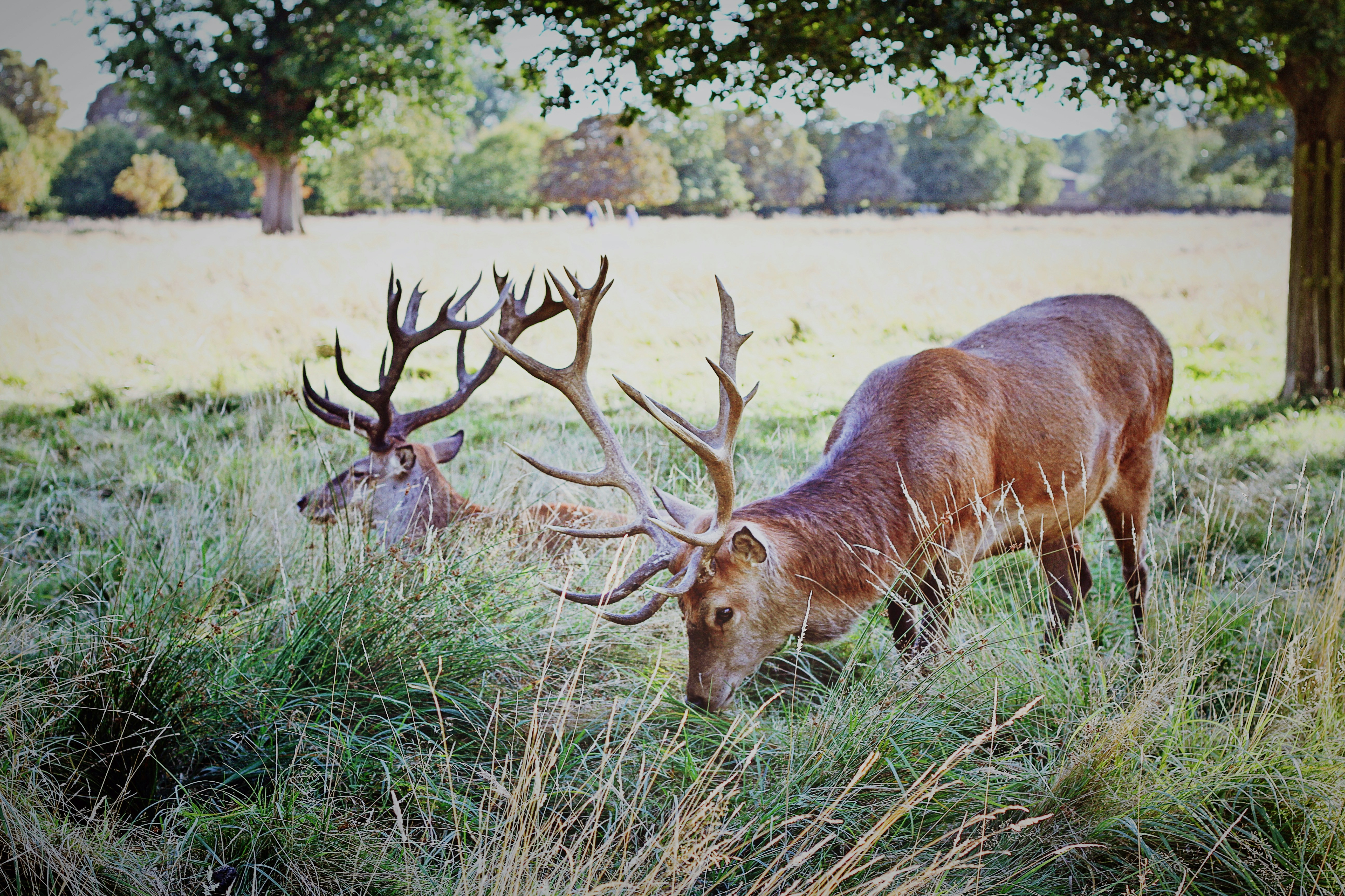two brown deer under trees