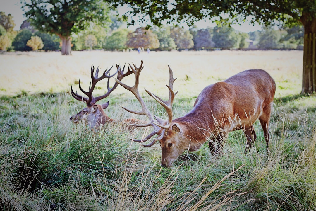 Wildlife photo spot Bushy Park Road West Sussex