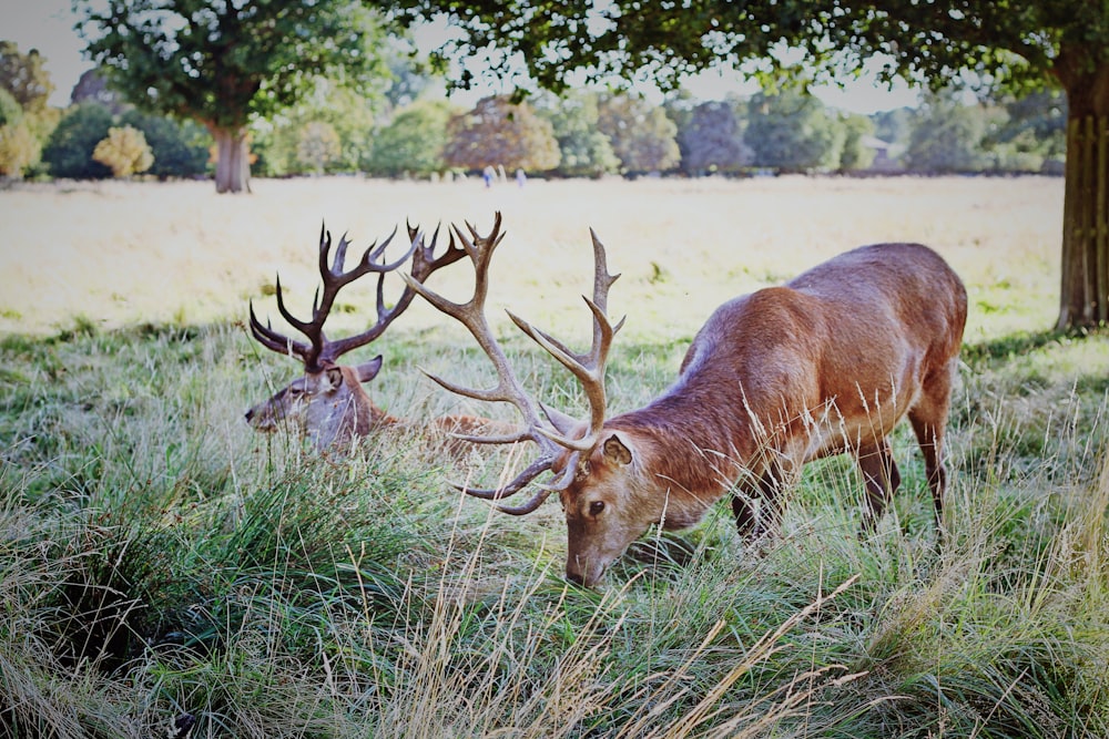 two brown deer under trees