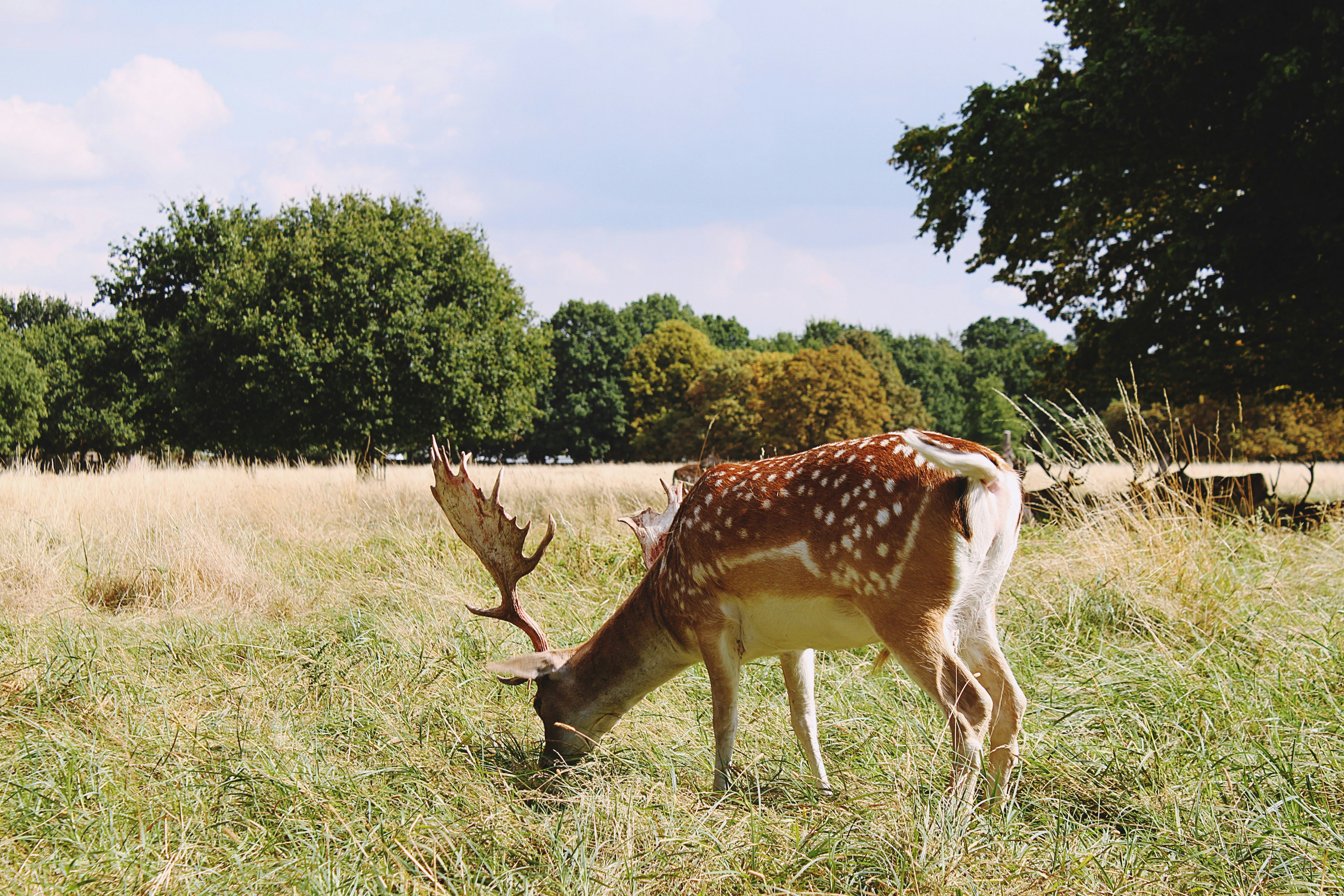 brown deer