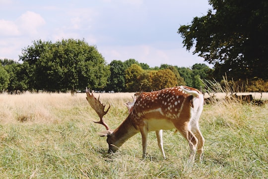 brown deer in Bushy Park United Kingdom