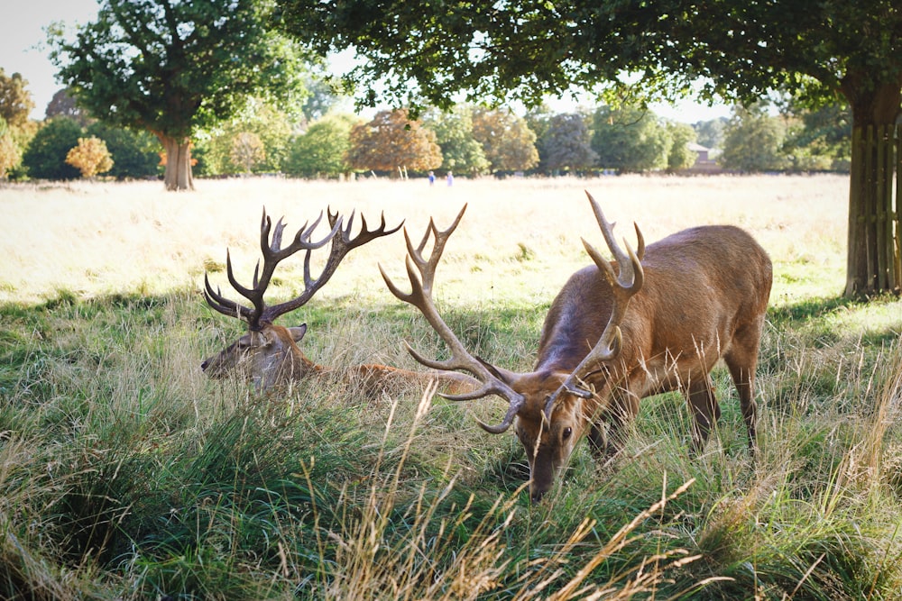 two deer eating grass at daytime