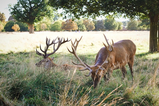 two deer eating grass at daytime in Bushy Park United Kingdom