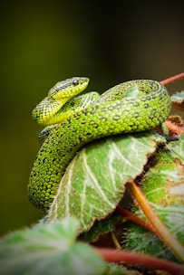 A vibrant green snake with intricate scales is coiled on a leaf, blending seamlessly with its surroundings due to its bright coloration. The background is softly blurred, highlighting the texture and patterns on the snake and the leaf.