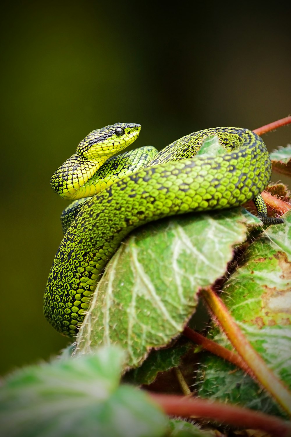 grüne und schwarze Schlange auf grünem Blatt