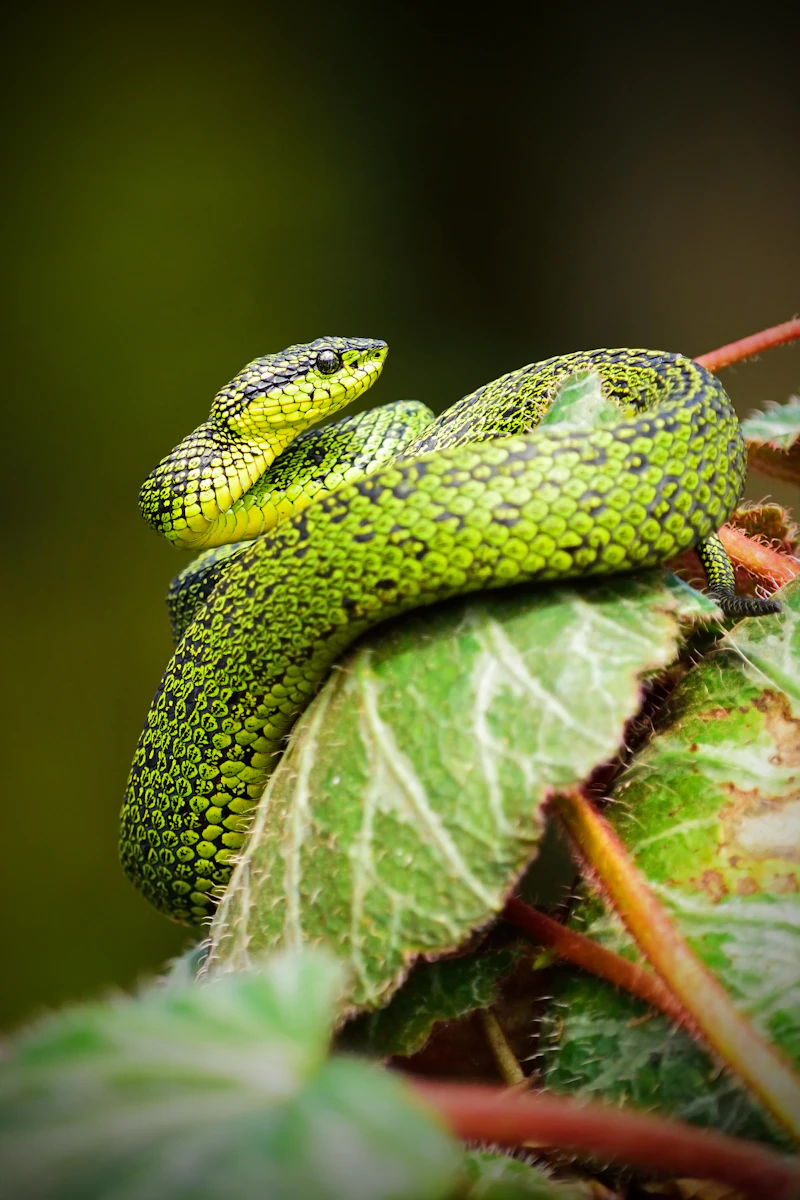 Viper snake