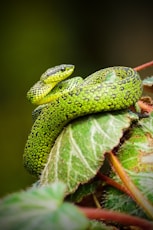 green and black snake on green leaf