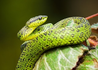 green and black snake on green leaf