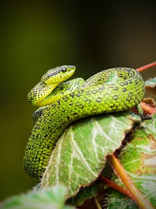 green and black snake on green leaf