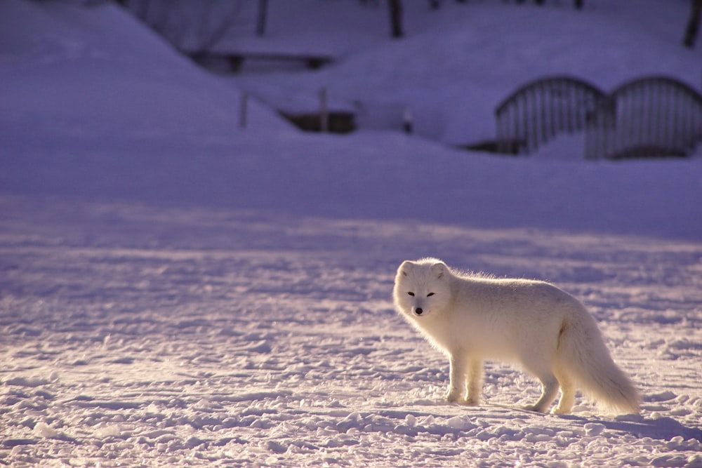 arctic fox on snowfield