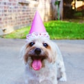 dog wearing party hat