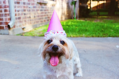 dog wearing party hat