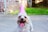 A small dog with long, fluffy fur is wearing a pink party hat. The dog's tongue is out, giving it a cheerful appearance. It is standing on a concrete surface with a grassy area and a brick wall in the background.