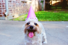 A small dog with long, fluffy fur is wearing a pink party hat. The dog's tongue is out, giving it a cheerful appearance. It is standing on a concrete surface with a grassy area and a brick wall in the background.