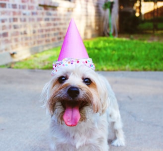 dog wearing party hat