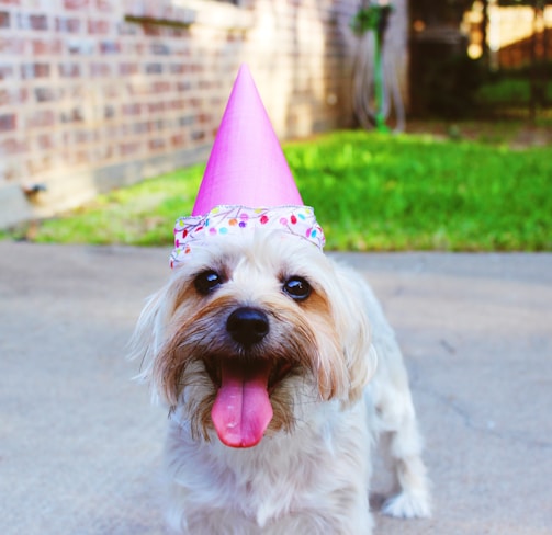 dog wearing party hat