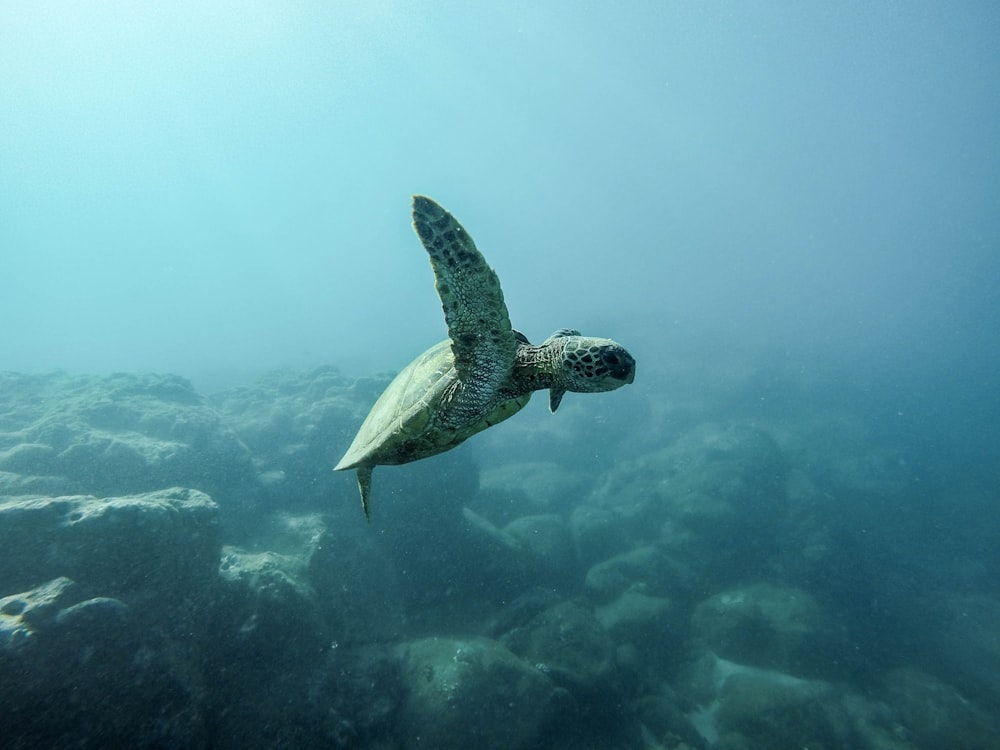 tartaruga marrom nadando debaixo d'água