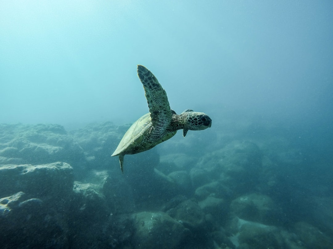 Underwater photo spot O‘ahu United States