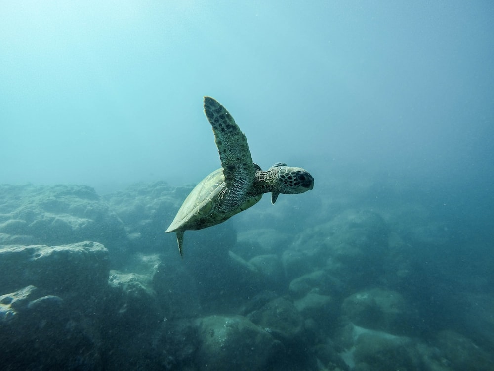 brown turtle swimming underwater