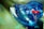 A close-up view of a blue plastic toy resembling a futuristic vehicle is placed on a green surface. Small red and white components are visible inside the transparent body of the toy. Water droplets are scattered across the surface, adding a glossy and fresh appearance.