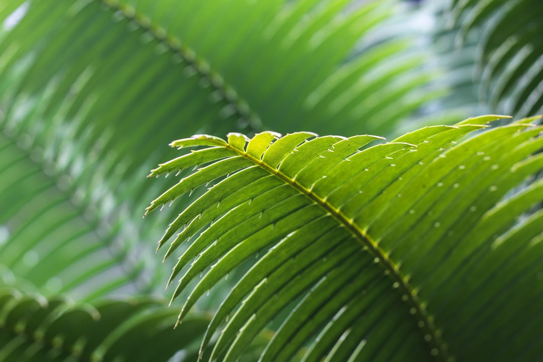 selective focus photography of green leafe