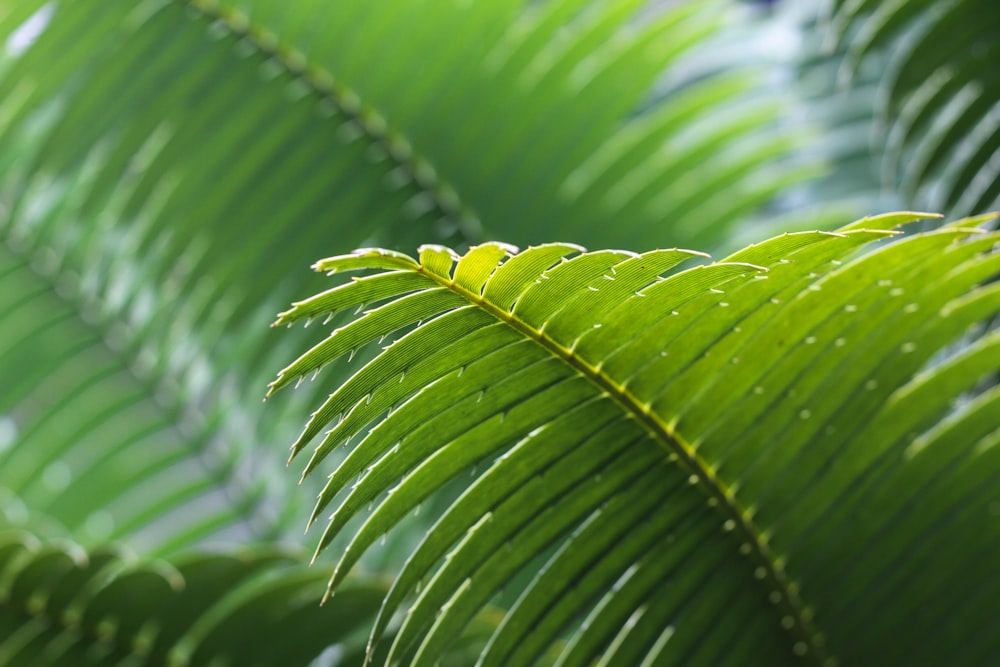 Photographie sélective de la feuille verte