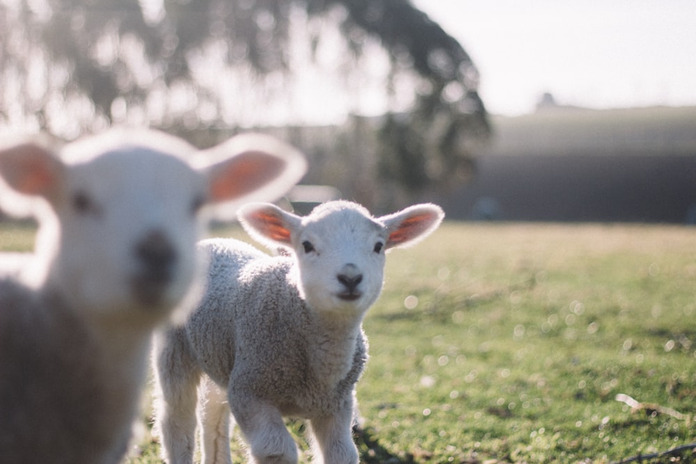 two white sheeps on green grass field