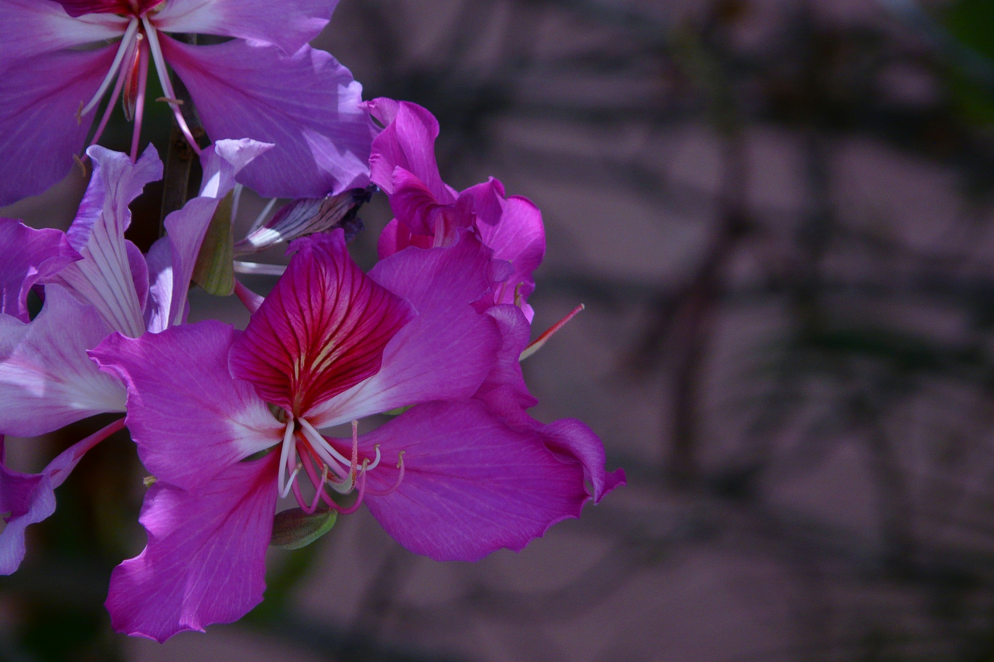 Free Unsplash photo from Robert Emmanuel