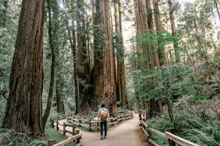 man wearing gray T-shirt standing on forest