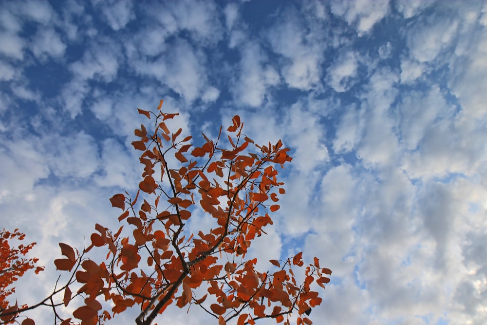 昼間は青空と白い雲の下、木の枝に茶色い葉が