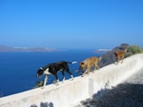A joyful group of dogs walking along the Staten Island promenade with the NYC skyline in the background.