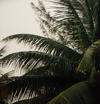 Slow-motion video of coconut leaves gently swaying in a soft breeze, evoking calm and natural flow.