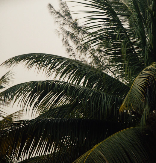 Slow-motion video of coconut leaves gently swaying in a soft breeze, evoking calm and natural flow.