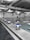 A spacious indoor swimming pool area with multiple lanes marked by black and white flags. Diving platforms are numbered and positioned at the pool's edge. The space is industrial with exposed piping and large lighting above. The walls have abstract line patterns and the overall setting is tidy and quiet.