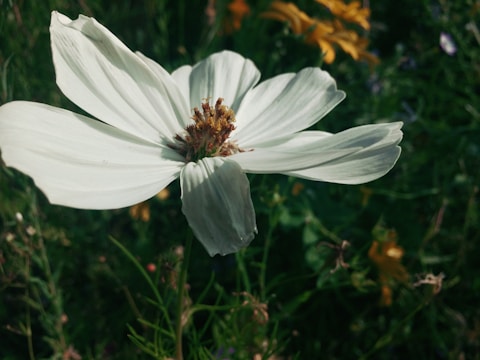 A close-up of a flower in full bloom.