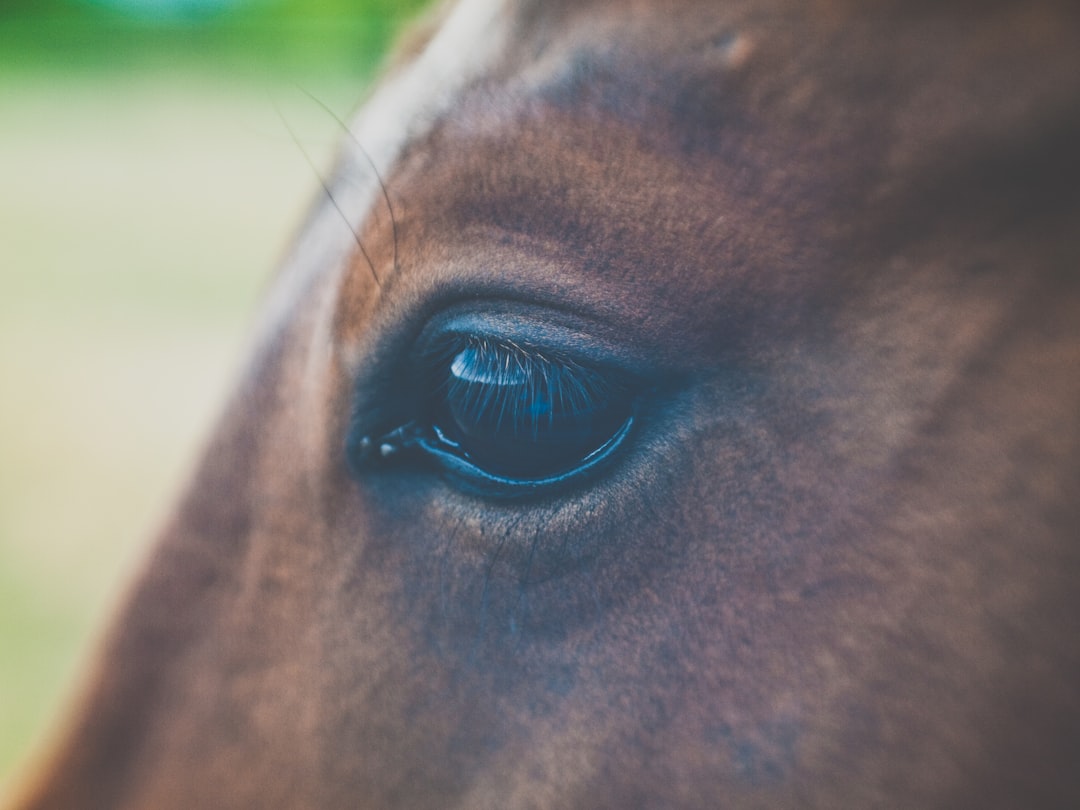 selective focus photography of horse eye