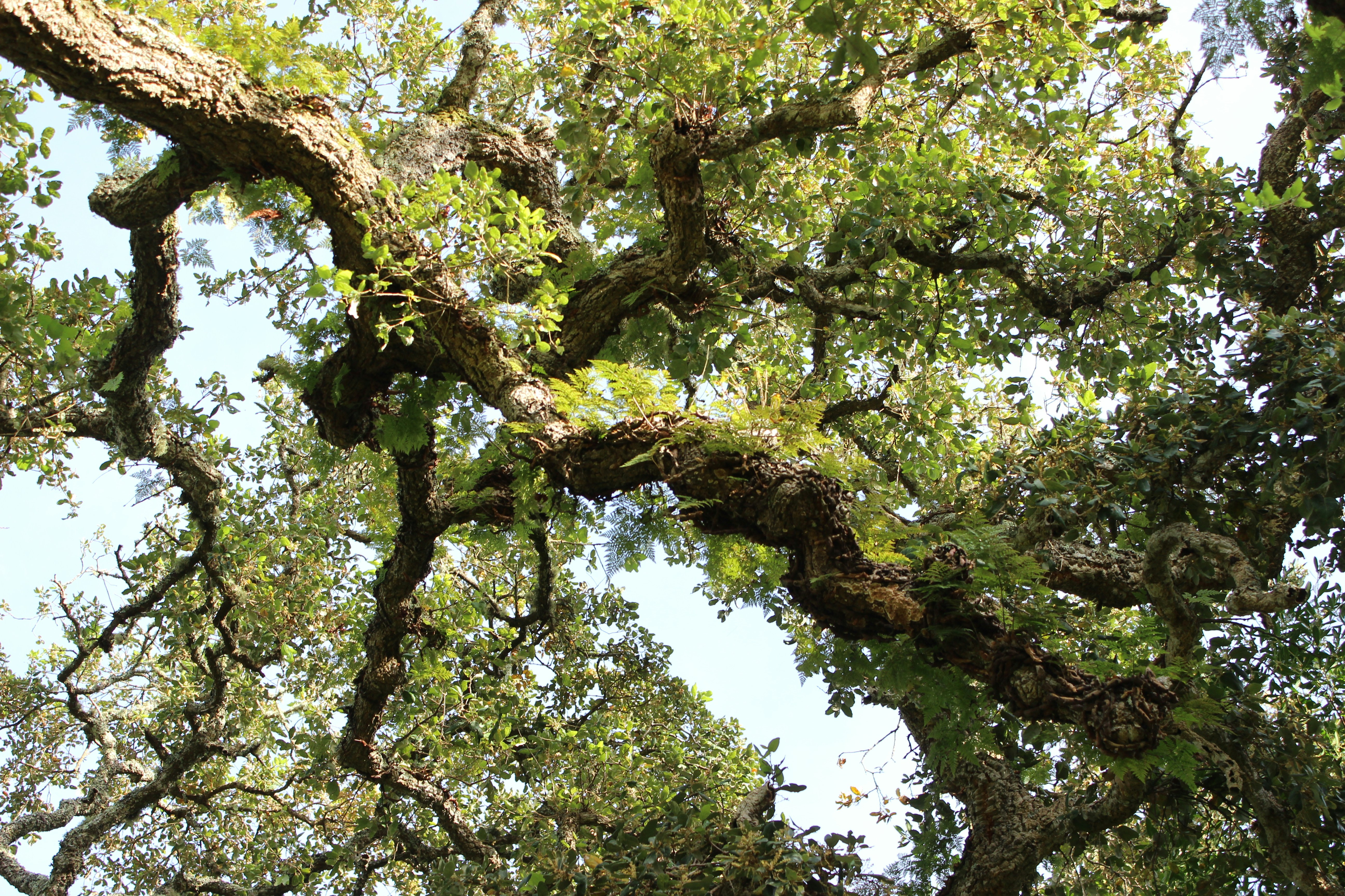 Free Unsplash photo from Paulo Simões Mendes