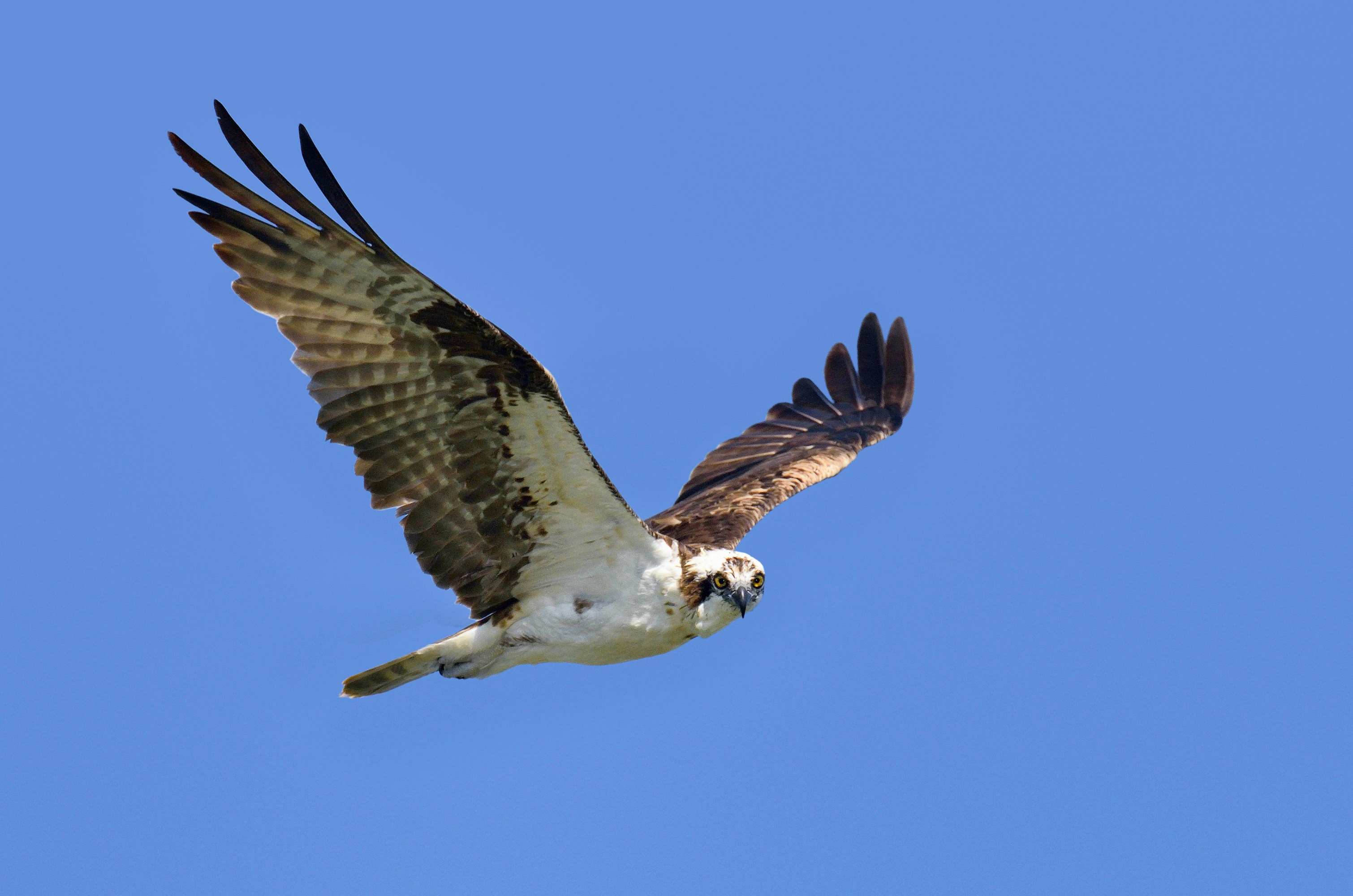 Free Unsplash photo from Pedro Lastra